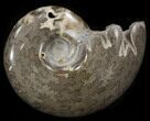 Polished Shloenbacchia Ammonite - Morocco #35292-1
